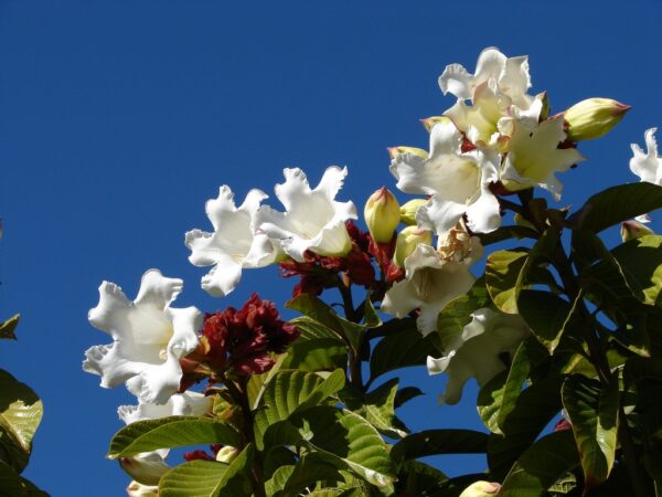 Herald´s Trumpet - Beaumontia grandiflora