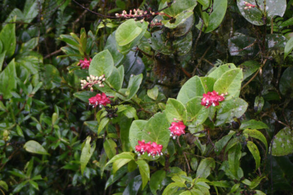 Cavendishia tryphera
