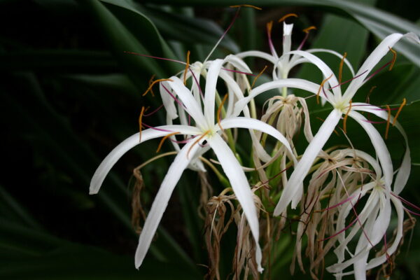 Crinum Lilje - Crinum asiaticum var japonicum - Plante - Image 3