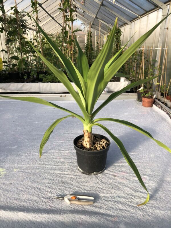Crinum Lilje - Crinum asiaticum var japonicum - Plante