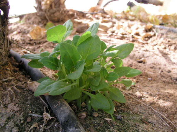 New Zealandsk Spinat - Tetragonia tetragonioides