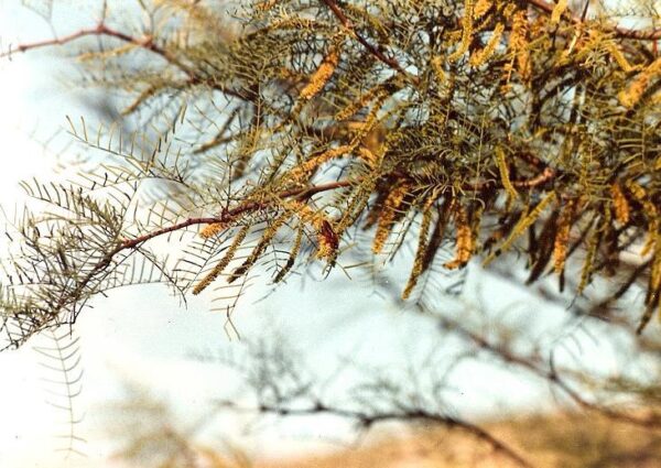 Chilensk Mesquite træ - Prosopis chilensis
