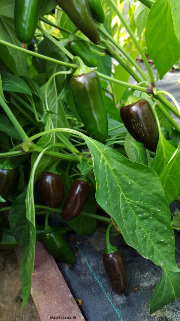 Jalapeño Azabache - C. annuum - Image 2