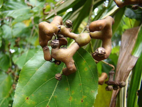 Japansk Rosintræ - Hovenia dulcis