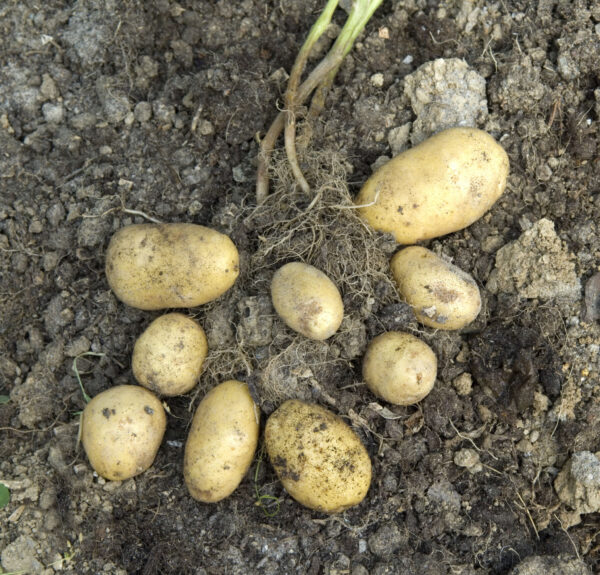 Læggekartoffel - Lykkepakke - 3 kg - ØKO