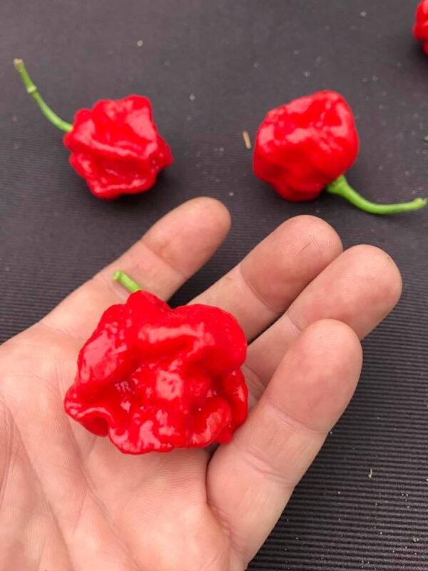Rimmerhus Bloody Mary - C. chinense