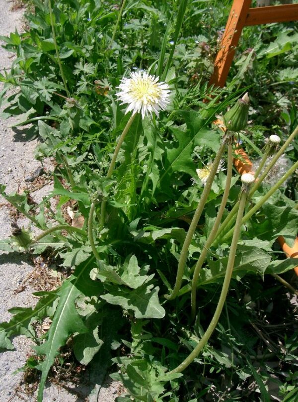 Hvid mælkebøtte - Taraxacum albidum