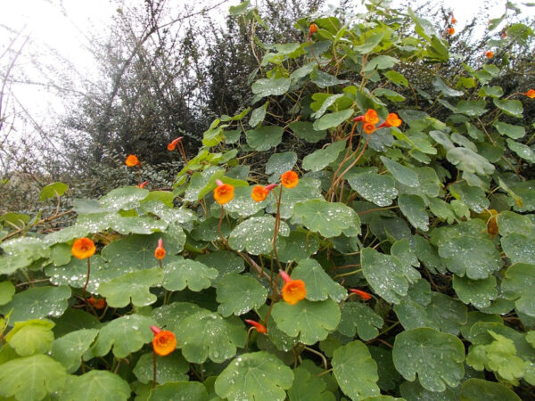 Mashua - Tropaeolum tuberosum - Image 2
