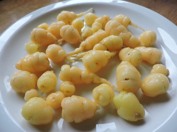 Oka - Oxalis tuberosum - New Zealand golden