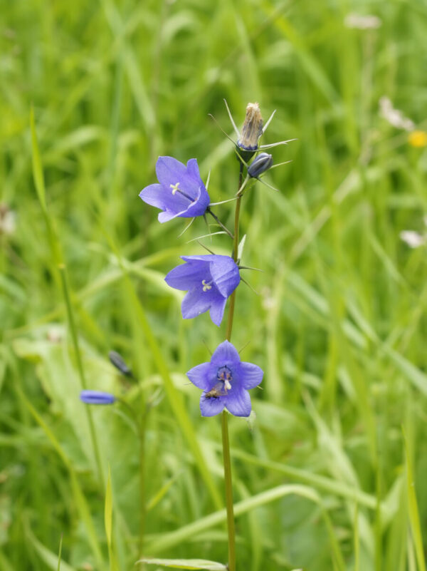 Liden Klokke - Campanula rotundifolia