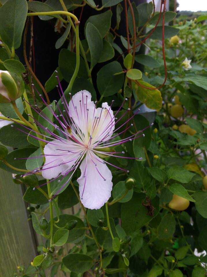 At passe afbalanceret Klassificer Kapers - Capparis Spinosa - PLANTE - Bjarne's frø og planter