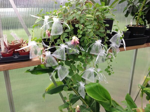 Kapers - Capparis Spinosa - PLANTE - Image 2