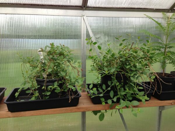 Kapers - Capparis Spinosa - PLANTE - Image 3