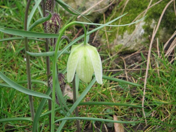 Hvid Vibeæg - Fritillaria meleagris var. Alba