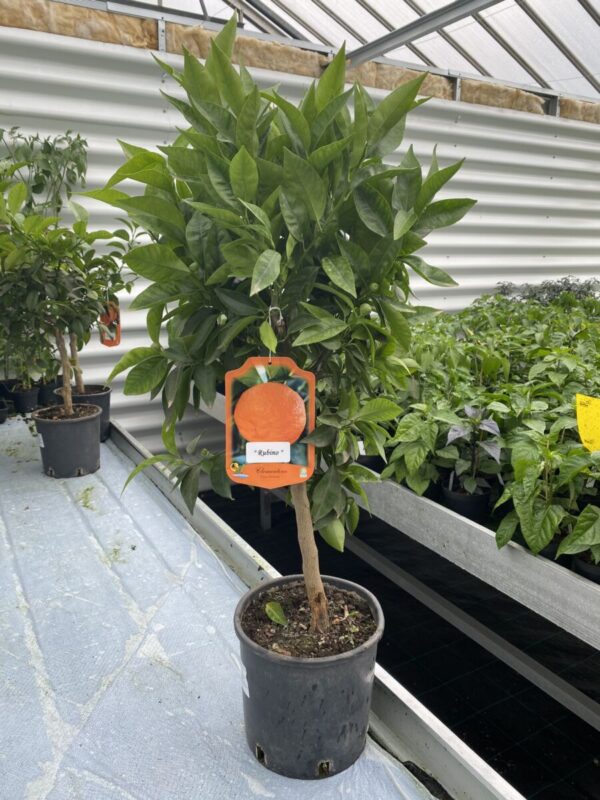 Blod Clementin 'Rubino' - Citrus clementino - Billede 3