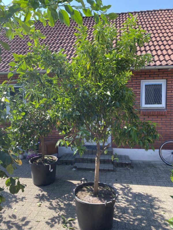 Clementin - Citrus reticulata - Billede 3