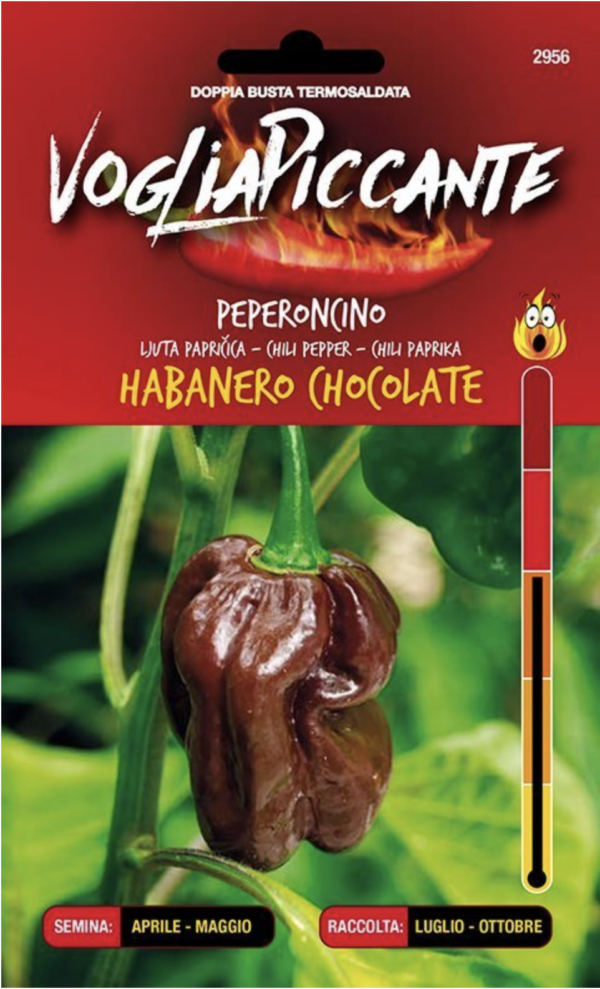 Habanero Chocolat - C. chinense