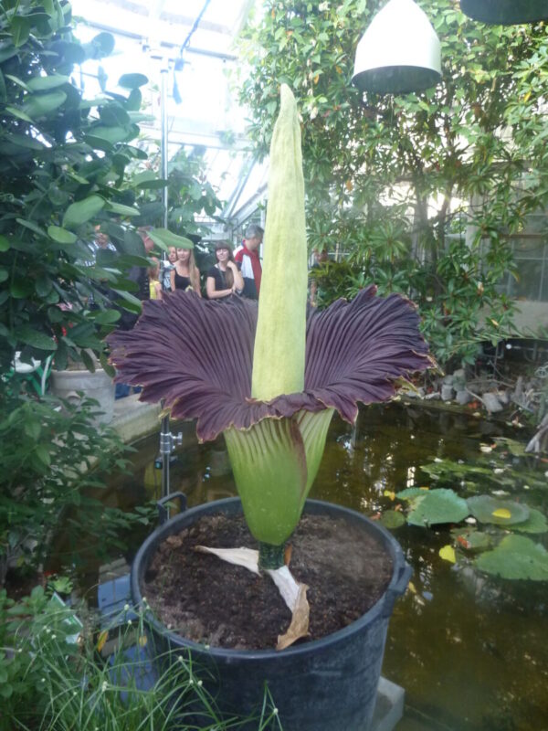 Titan Arum - Amorphophallus titanum