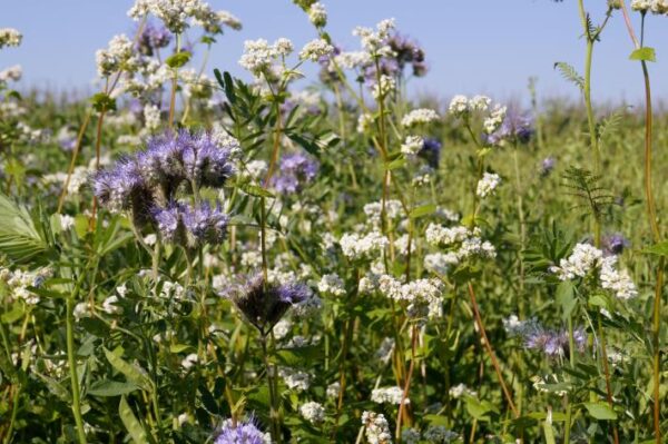 Blomster og Bestøverbrak