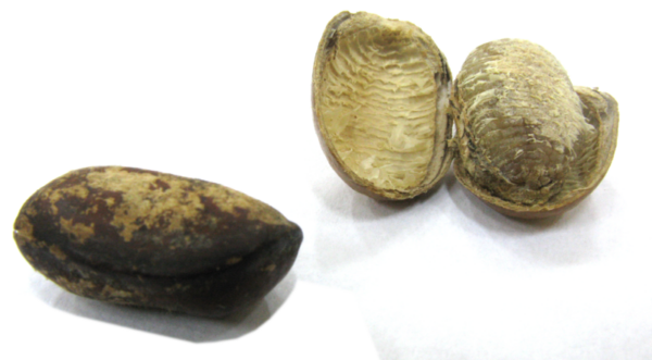 Afrikansk Muskatnød - Monodora myristica