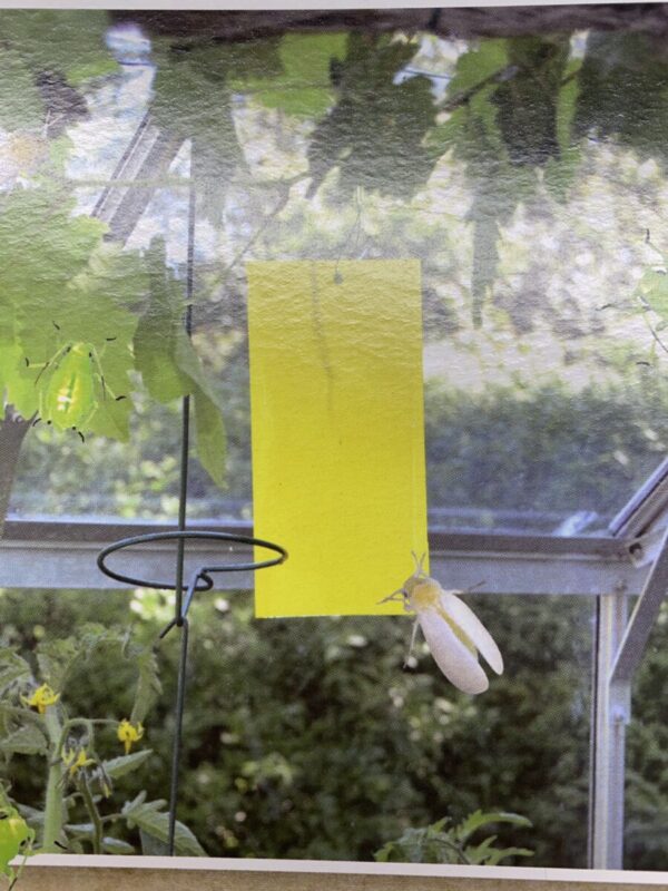 Fangplader til flyvende insekter - 5 stk