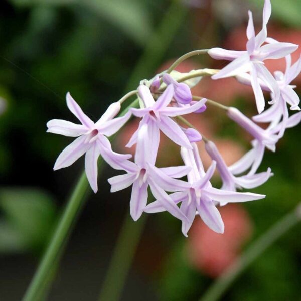 Vild Hvidløg - Tulbaghia violaceae
