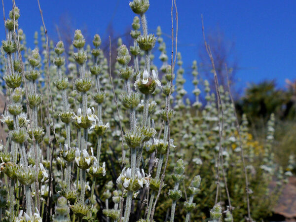 Græsk The - Sideritis scardica