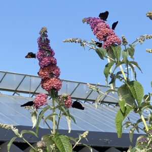 Miljø- og klimaplanter, Biodiversitet
