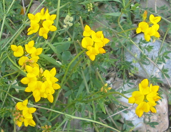 Almindelig Kællingetand - Lotus corniculatus