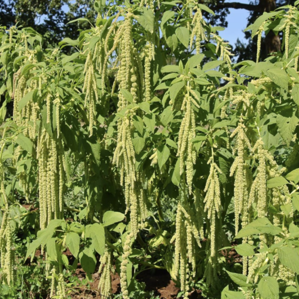 Amaranthus caudatus 'Green Tails'