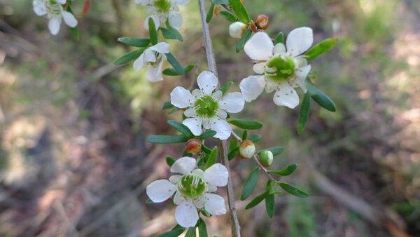 Yellow Te Træ - Leptospermum polygalifolium