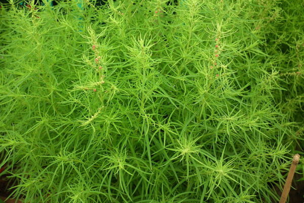 Sommercypress - Bassia scoparia