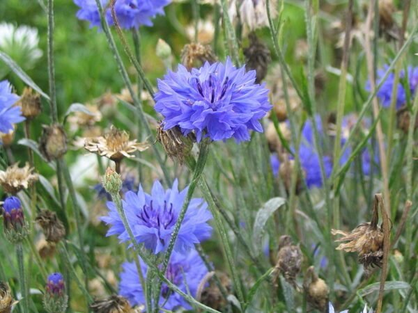 Kornblomst - Centaurea cyanus - Blue Boy