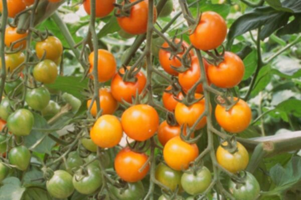 Sungold - Tomat *** F1 ***