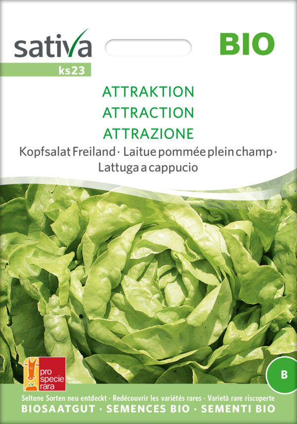 Salat - Attraction - ØKO