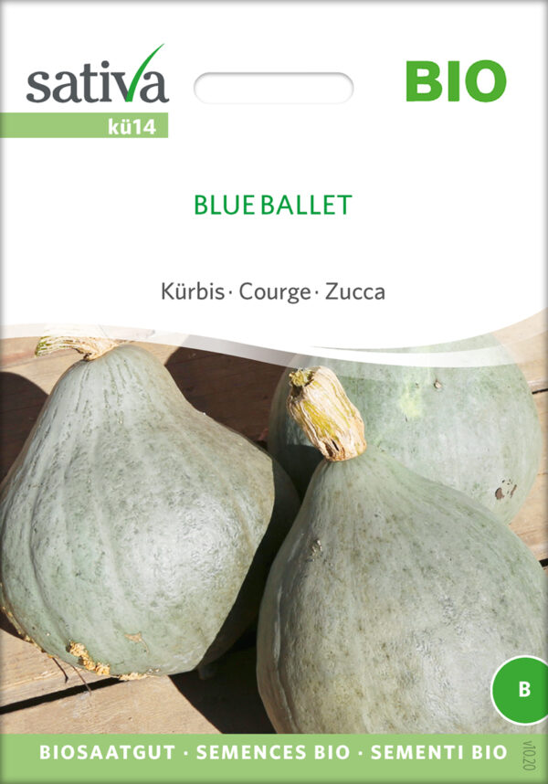 Græskar/Squash - Blue Ballet- ØKO