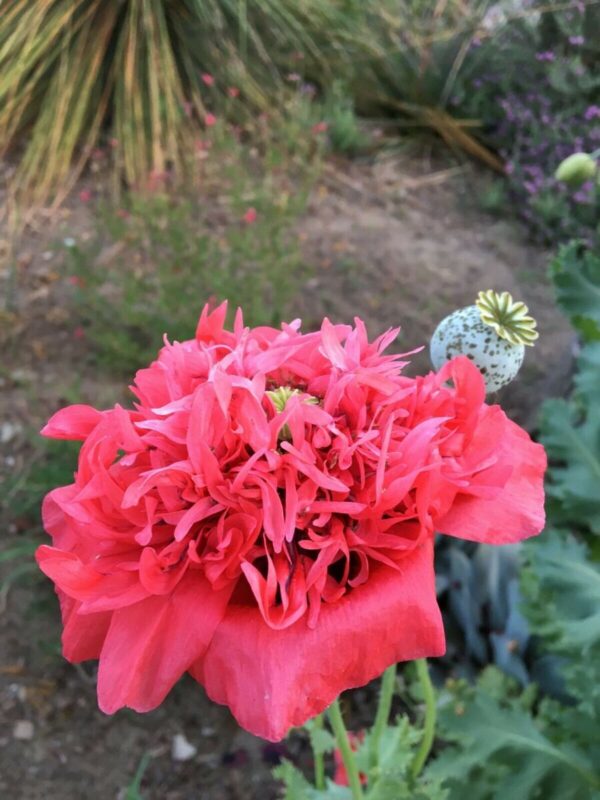 Valmue - Papaver somniferum Afghan Mix