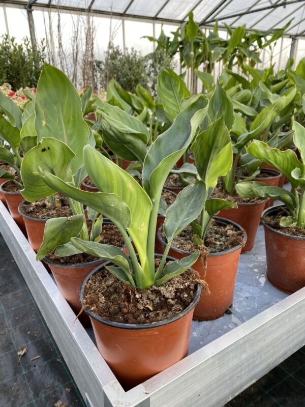 Strelitzia regina - Bird of Paradise - Plante