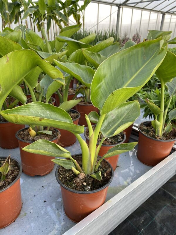 Strelitzia nicolai - Great White Bird of Paradise - plante