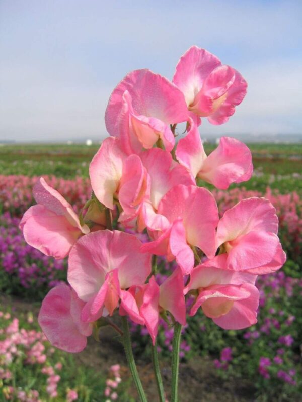 Ærteblomst - Lathyrus Odoratus Mammoth Salmon Cream