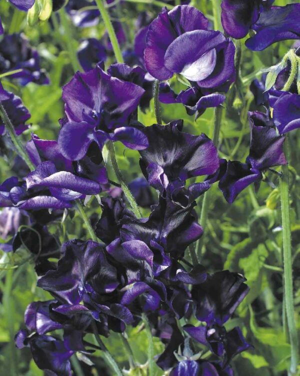Ærteblomst - Lathyrus Odoratus Royal Navy Blue