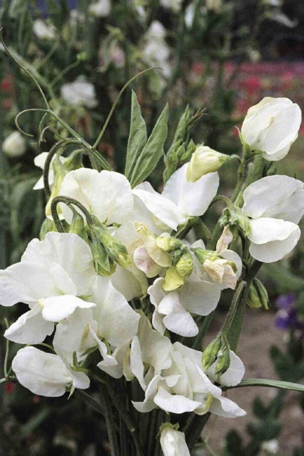 Ærteblomst - Lathyrus Odoratus Mammoth White