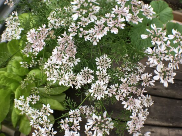 Koriander - Coriandrum sativum - Dwarf Lemon