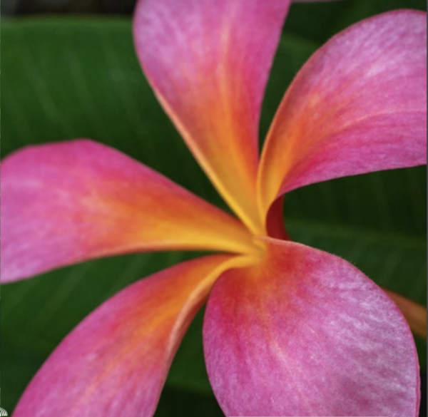 Plumeria - Exotica - PLANTE!