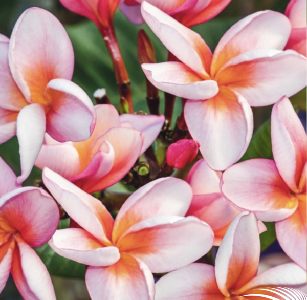 Plumeria - Jubilee - PLANTE