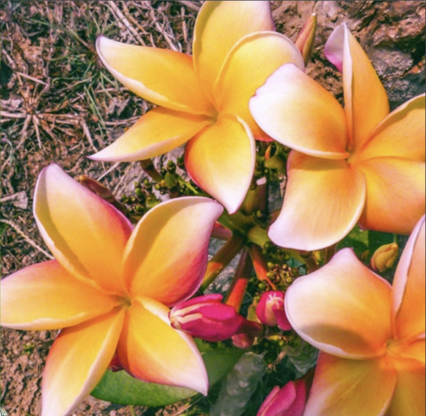 Plumeria - Sahara - PLANTE!