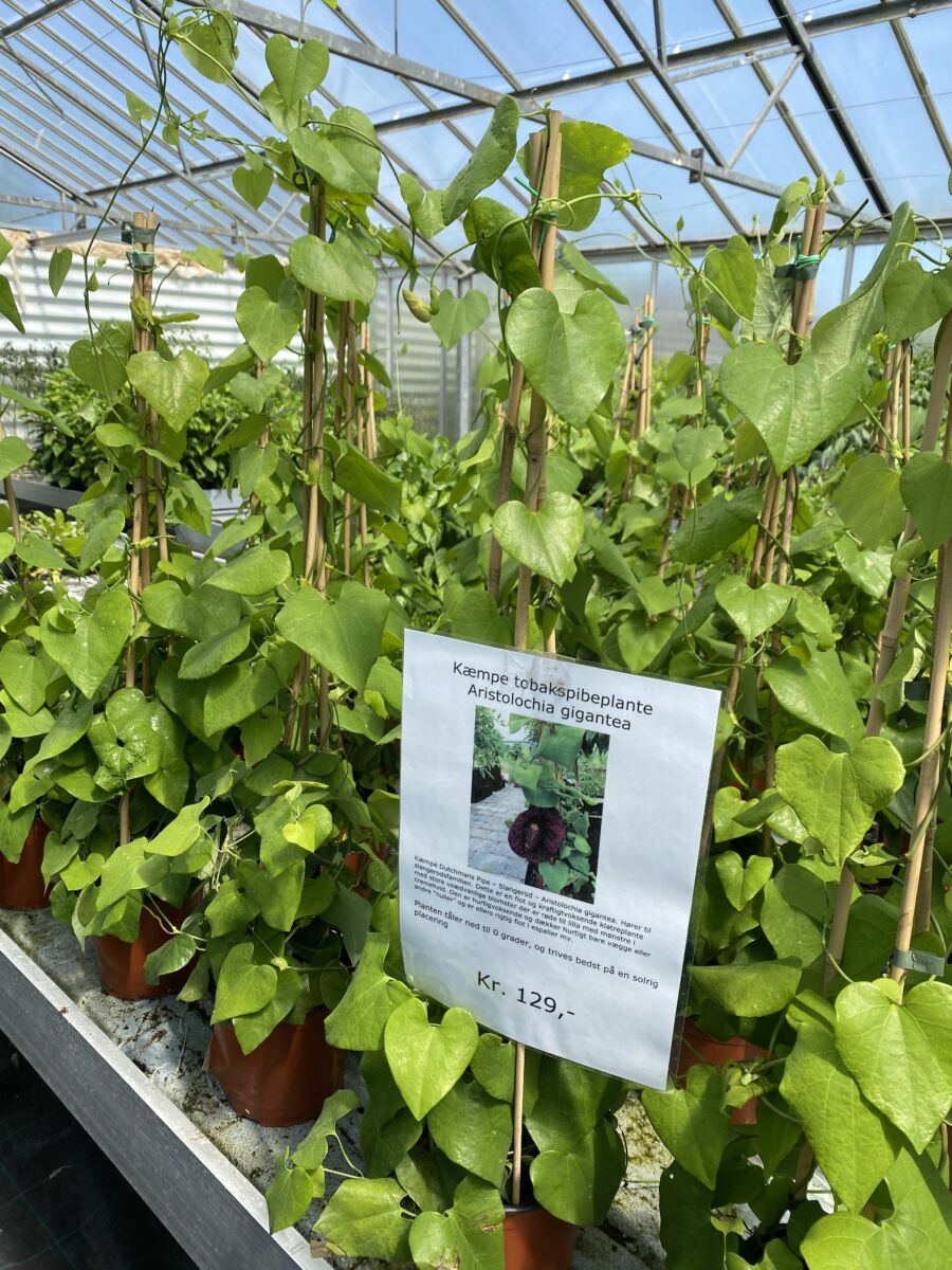 Kæmpe plante - Aristolochia gigantea - Bjarne's og