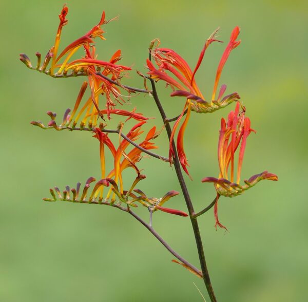 Iris - Crocosmia Paniculata Hybrid