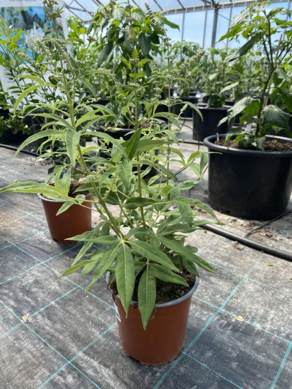 Kyskhedstræ Hvid - Vitex agnus castus alba - Plante - Image 2