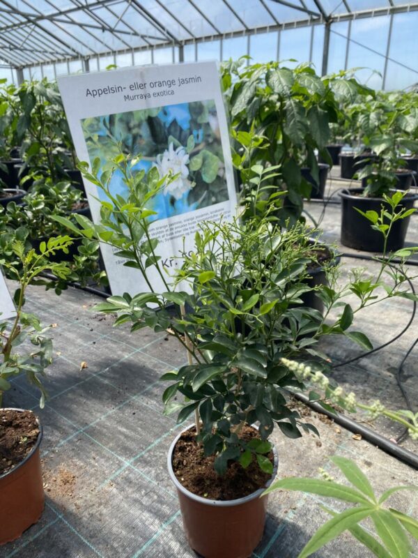 Appelsin eller Orange Jasmin - Murraya exotica - Plante